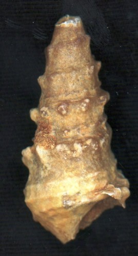 Lumaca turitella agata - lumaca, agata/agata