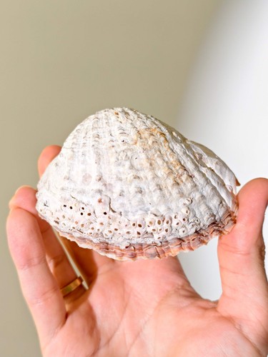 Lumaca fossile loco con - lumaca,