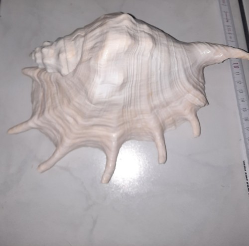 Lumaca conchiglia xxl - lumaca,