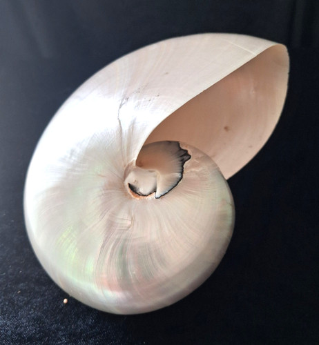 Saldi estivi nautilus - saldi, xl