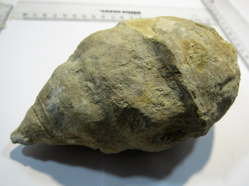 Lumaca trochactaeon actaeoneus - lumaca,