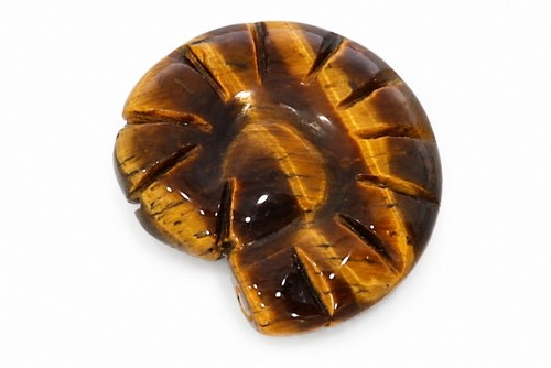 Lumaca occhio tigre - occhio, di