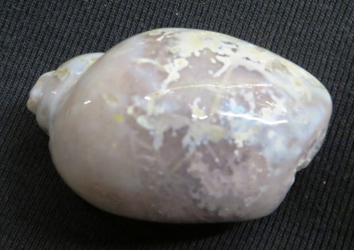 Lumaca intera agata/agata