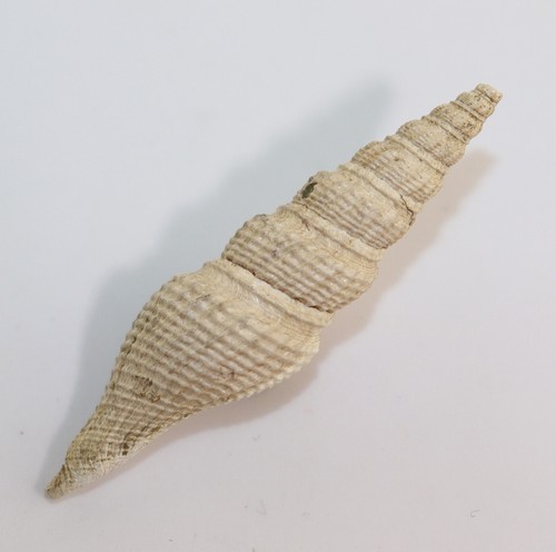 Lumaca crassispira consors - crassispira,