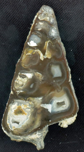 Lumaca pietrificata
