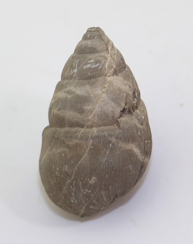 Lumaca bensbergia arculata - lumaca,,
