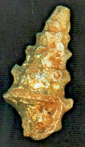 Lumaca turitella agata - turitella, agata/agata