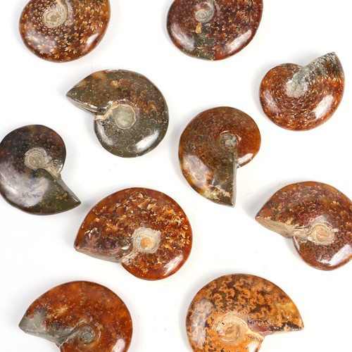 Ammonite cleoniceras fossil - cleoniceras,