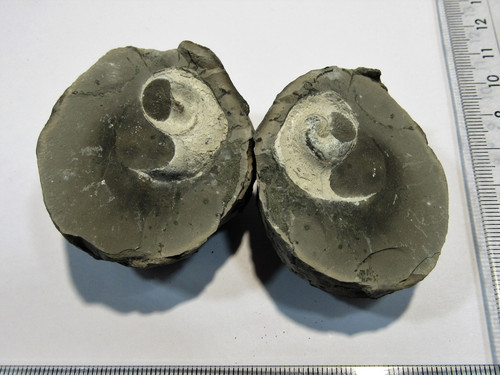 Lumaca geode tubero - geode, dimezzato
