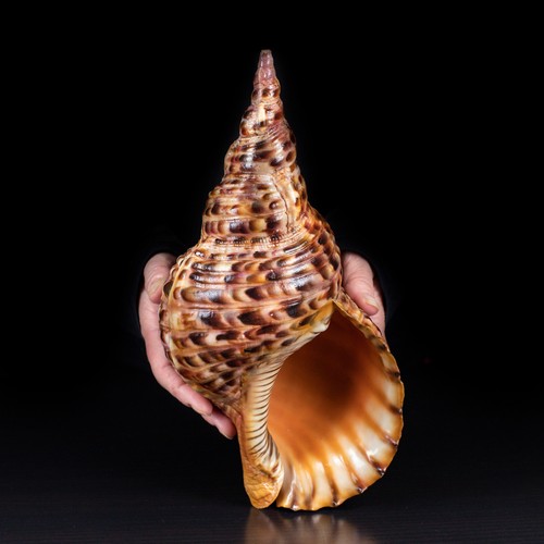 Charonia tritonis tromba - tritonis,,