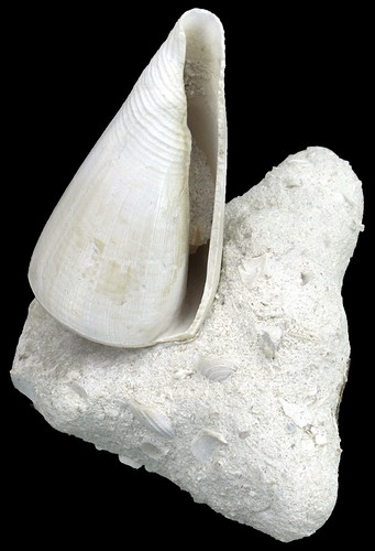 Pliocene conus - pliocene, (contraconus)