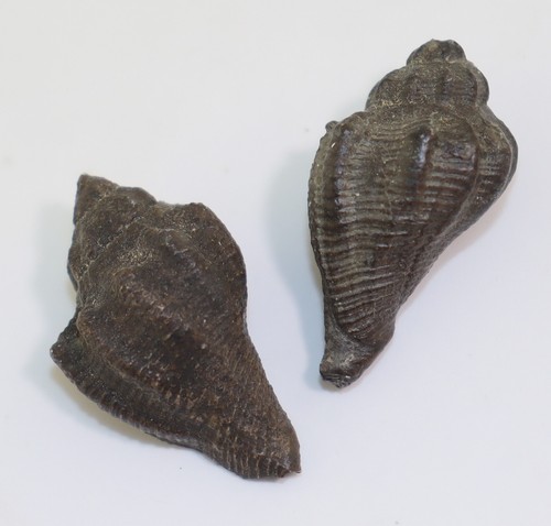 Lumaca pugilina pyrulina - pugilina,