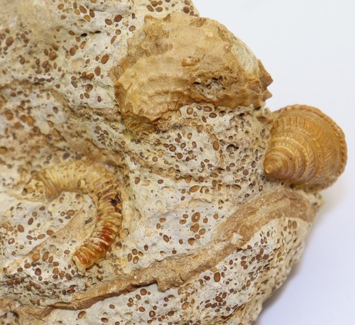 Ammonite spiroceras lumaca - ammonite,, spiroceras,