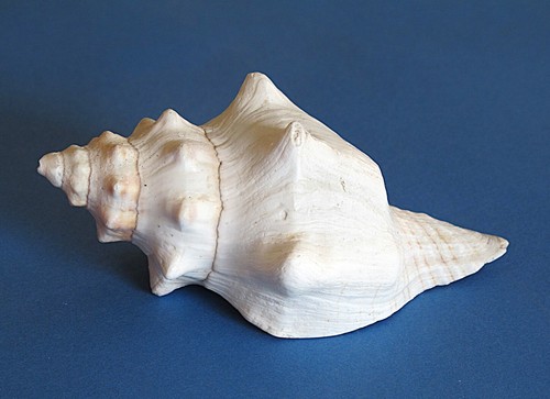 Vera conchiglia marina