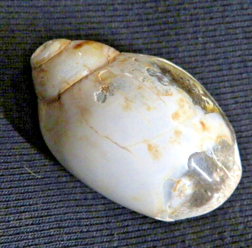 Lumaca intera agata - lumaca,
