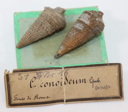 Lumaca cerithium conoideum - lumaca,,