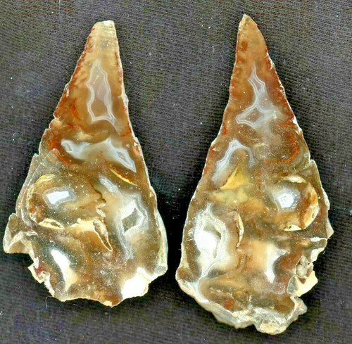 Coppia lumache pietrificate - lumache,