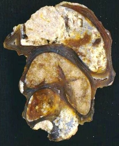 Lumaca agata achatizzata - agata/agata,