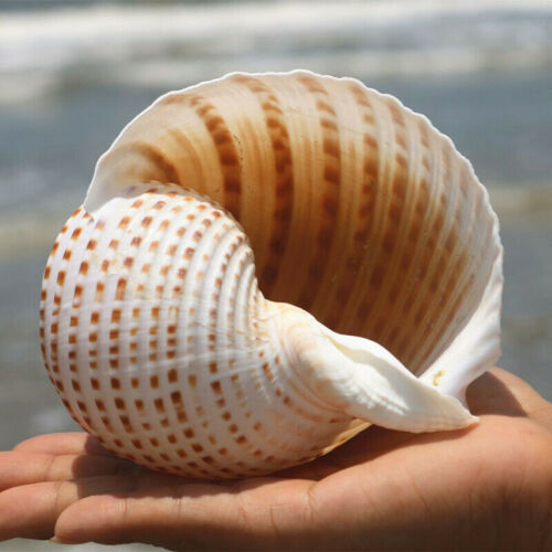Conchiglia naturale lumaca - , di
