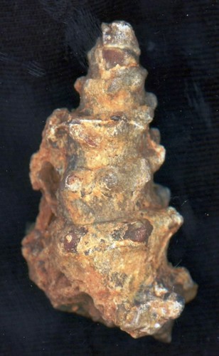 Lumaca turitella agata - turitella, agata/agata