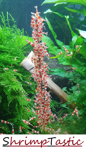 Shrimptastic shrimp lollies - shrimptastic,