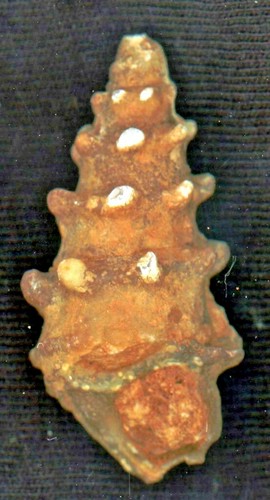 Lumaca turitella agata - turitella, agata/agata